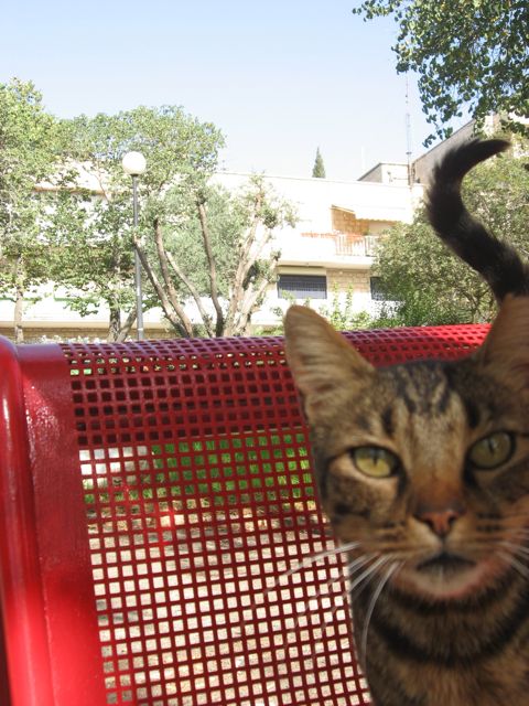 jerusalem-dumpster-cat。