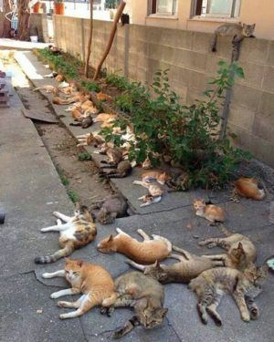 猫薄荷提取猫薄荷的影响