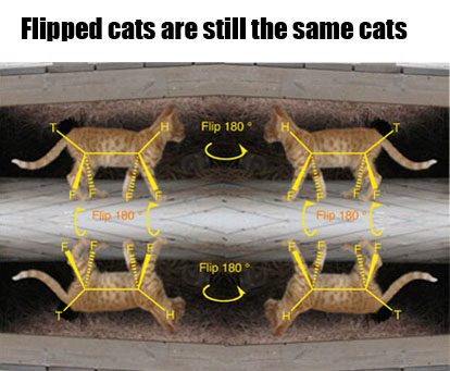 -flipped-cats-are-still-the-same-cats。