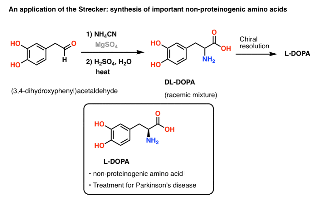 斯特合成的应用在非proteinogenic氨基酸l多巴