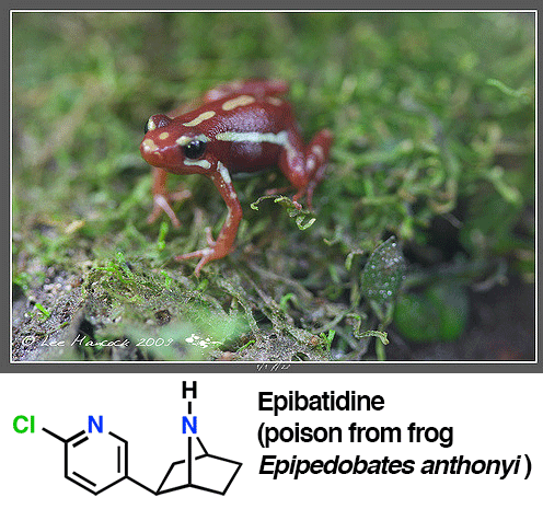 epibatidine从箭毒蛙